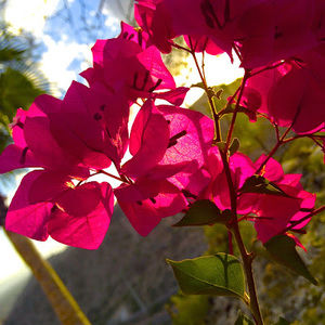 Meet your Posher, Kiki